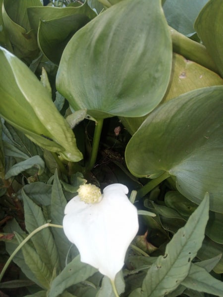 czermień biały kwiat